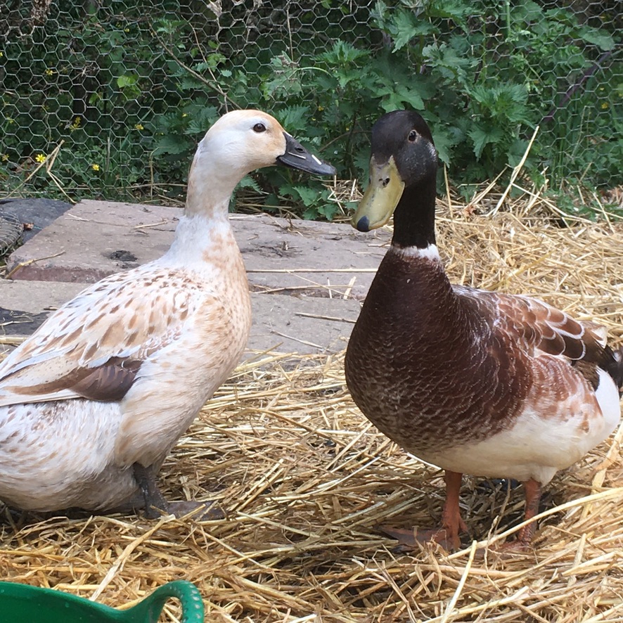 Welsh Harlequin Ducks