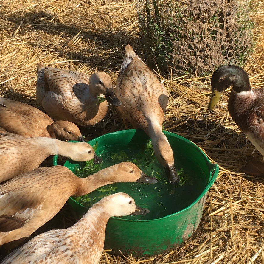 Welsh Harlequin Ducks